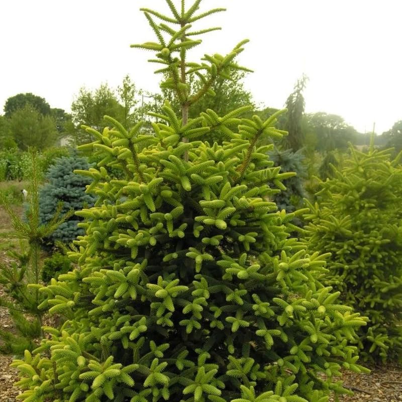 VOLVO cedrus  libani abies pinsapo 苗 VOLVO cedrus libani abies pinsapo 苗 Amazon.com : Cedrus